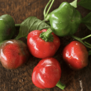 Fresh red and green Scotch bonnet peppers on a wooden surface.